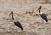 Saddle-billed stork (ephippiohynchus senegalsensis), Tarangire N.P